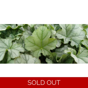 Heuchera 'Shimmer ' - Little Cutie Series